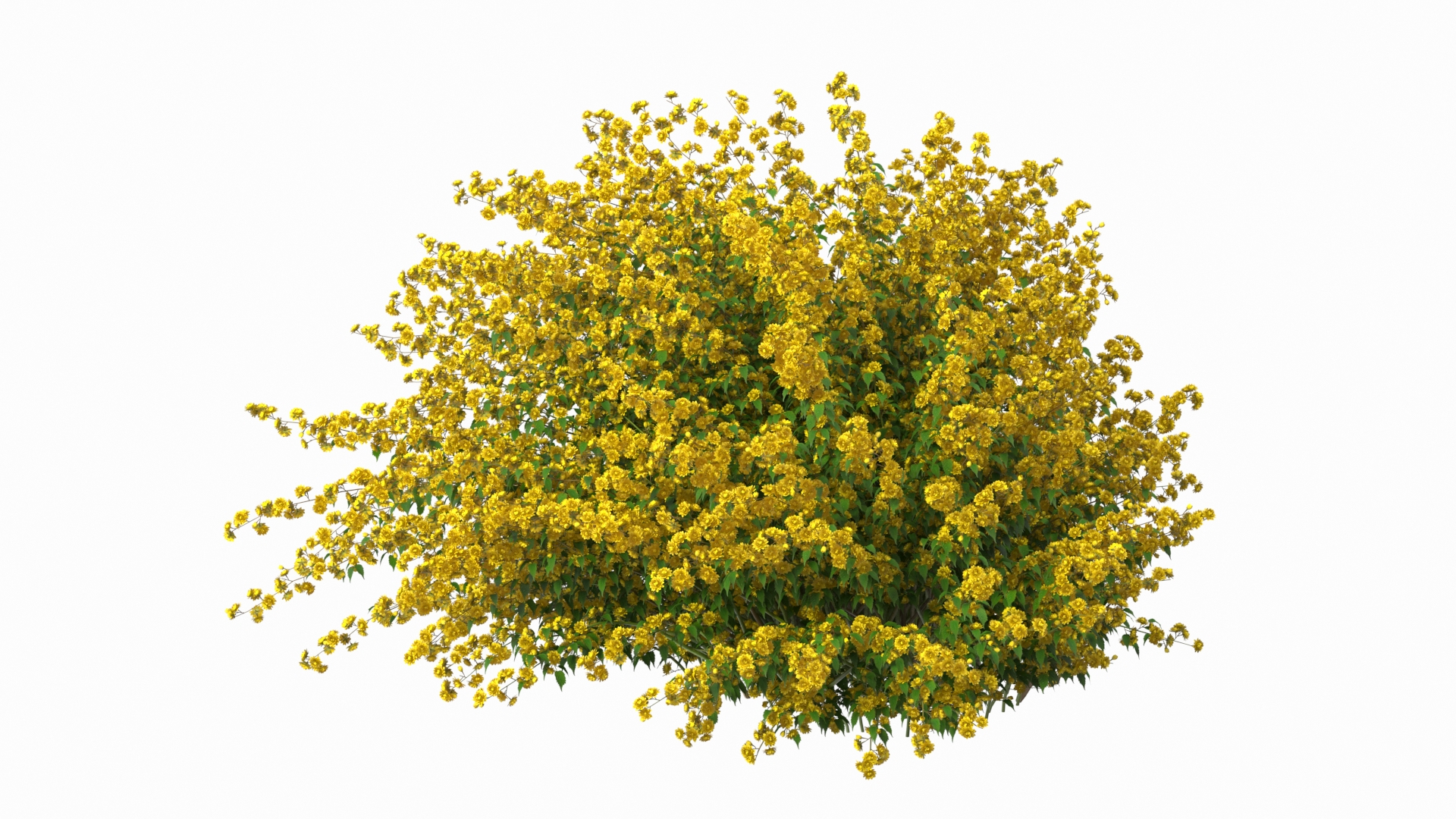 Kerria Japonica Pleniflora Plant 3D Model - TurboSquid 1966207
