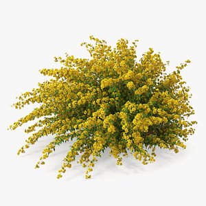 Kerria Japonica Pleniflora Plant 3D model