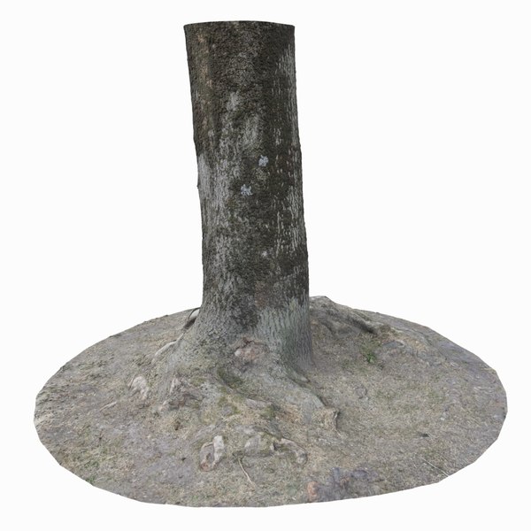 3D 3D Scan Tree Large roots - TurboSquid 1934455