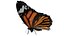 butterfly bug fly 3D model