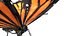 butterfly bug fly 3D model