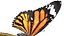 butterfly bug fly 3D model