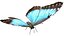 butterfly bug fly 3D model