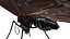 butterfly bug fly 3D model