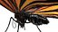 butterfly bug fly 3D model