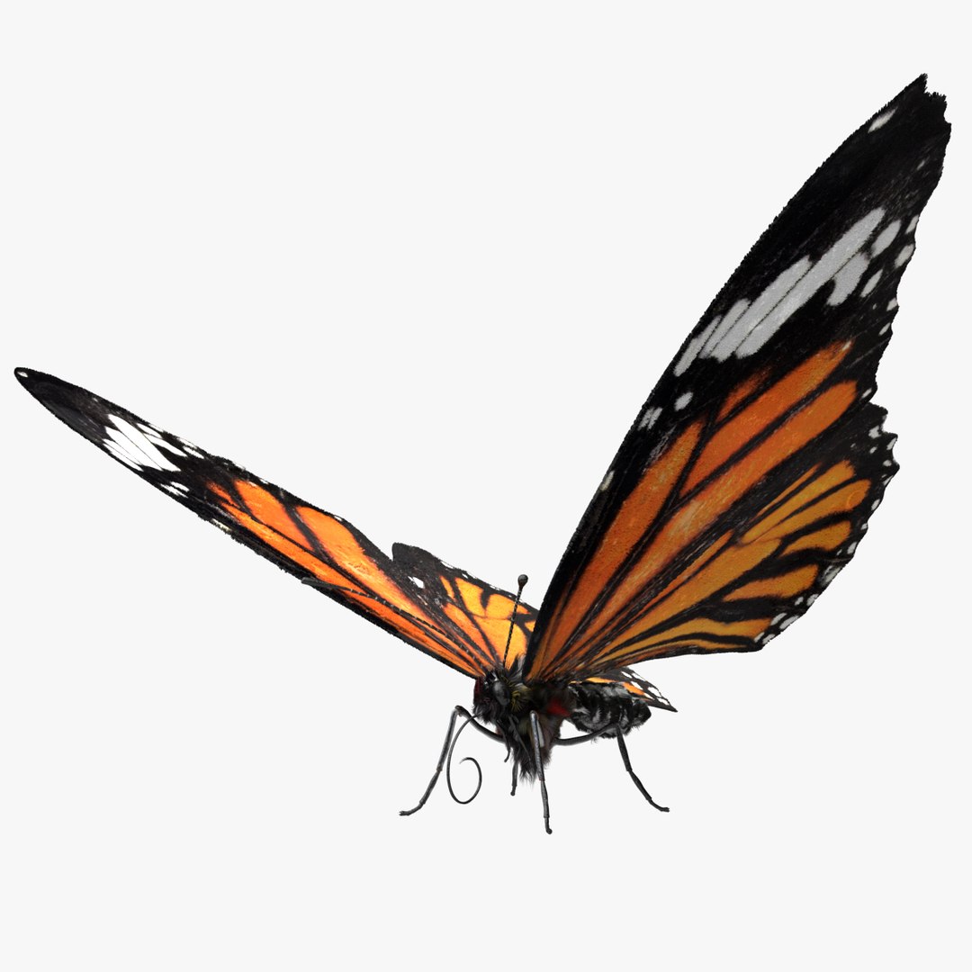 butterfly bug fly 3D model https://p.turbosquid.com/ts-thumb/mG/xWkbNR/br0ASroc/01/jpg/1586767460/1920x1080/fit_q87/6c4f4846ec2deca86a4a03ea19828ac91d8b7985/01.jpg