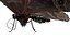 butterfly bug fly 3D model