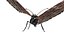 butterfly bug fly 3D model
