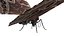butterfly bug fly 3D model