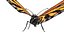 butterfly bug fly 3D model