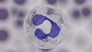 3D model cell blood leukocyte