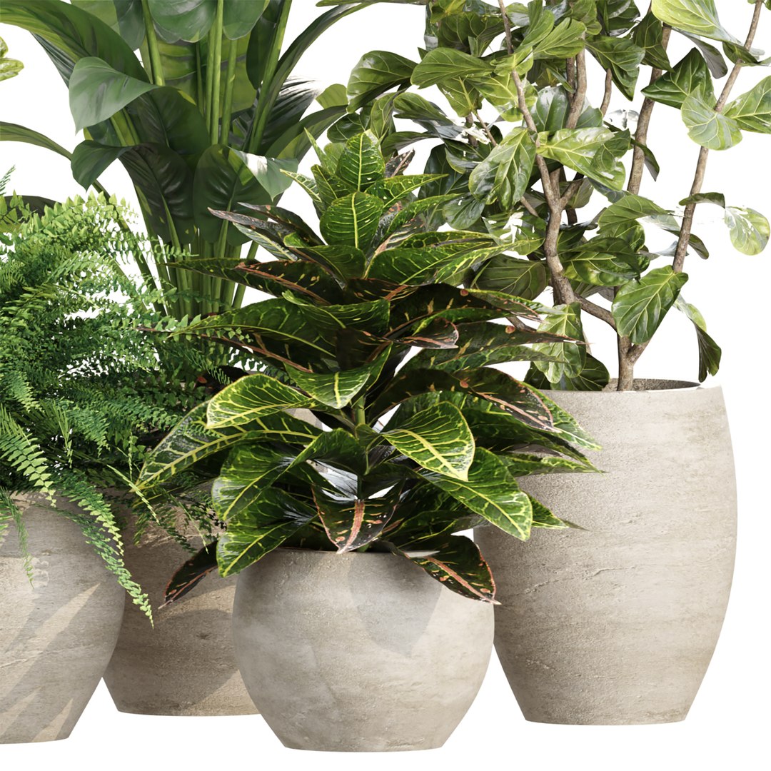 Indoor Pot Plants Collection 546 3D model https://p.turbosquid.com/ts-thumb/mG/zq19xW/J7/2/jpg/1790021919/1920x1080/fit_q87/e9dc358994e77e10baa70555c867b80623ed6b09/2.jpg