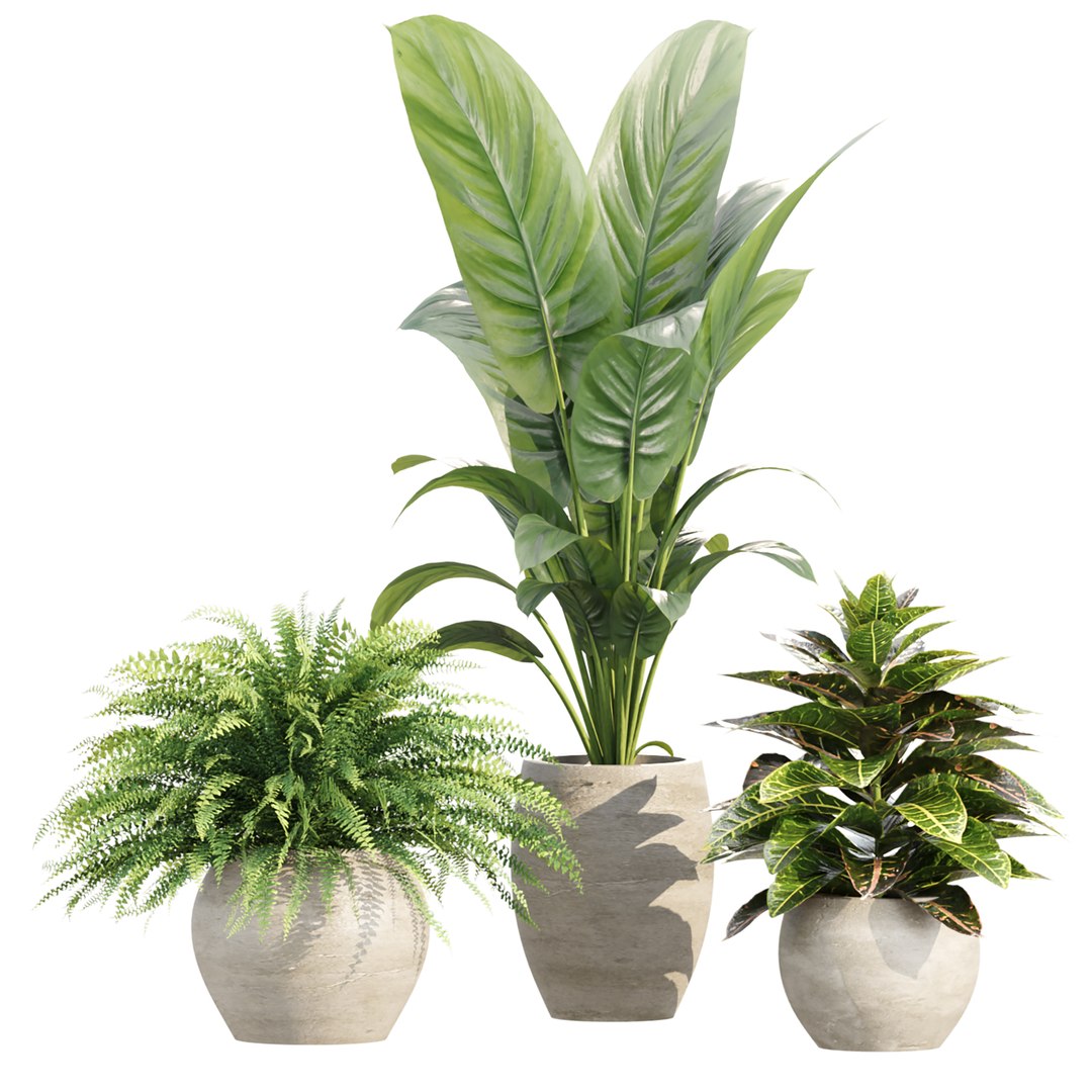 Indoor Pot Plants Collection 546 3D model https://p.turbosquid.com/ts-thumb/mG/zq19xW/RS/5/jpg/1790021922/1920x1080/fit_q87/18e01de91fa24bf51ca0952c9c912f402bc8e414/5.jpg
