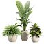Indoor Pot Plants Collection 546
