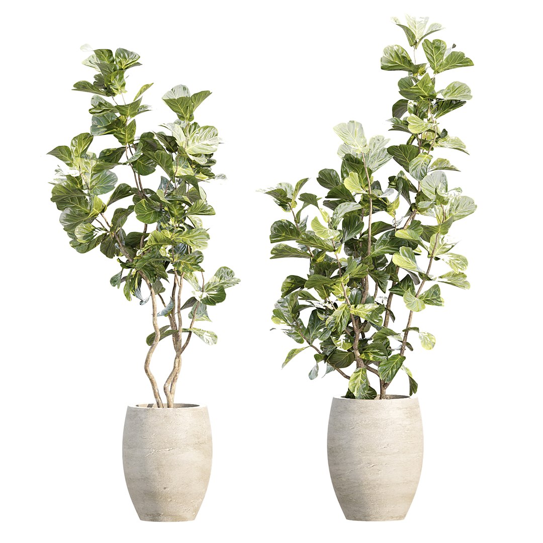 Indoor Pot Plants Collection 546 3D model https://p.turbosquid.com/ts-thumb/mG/zq19xW/Tw/6/jpg/1790021922/1920x1080/fit_q87/24406309b2eb3810ad48fd747bd061a066acd215/6.jpg