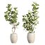 Indoor Pot Plants Collection 546