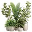 Indoor Pot Plants Collection 546