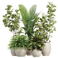Indoor Pot Plants Collection 546