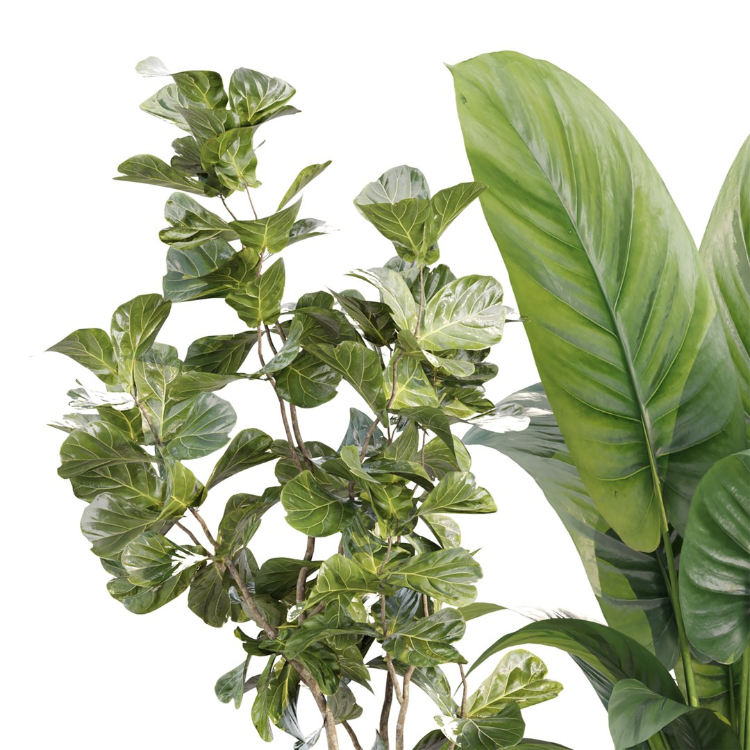 Indoor Pot Plants Collection 546 3D model https://p.turbosquid.com/ts-thumb/mG/zq19xW/l0/4/jpg/1790021922/1920x1080/fit_q87/efec31e0e45f3c2459d797abe9385494bc95fbd4/4.jpg