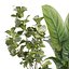 Indoor Pot Plants Collection 546