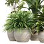 Indoor Pot Plants Collection 546