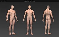 Male body reference(1)