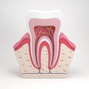 Tooth anatomy
