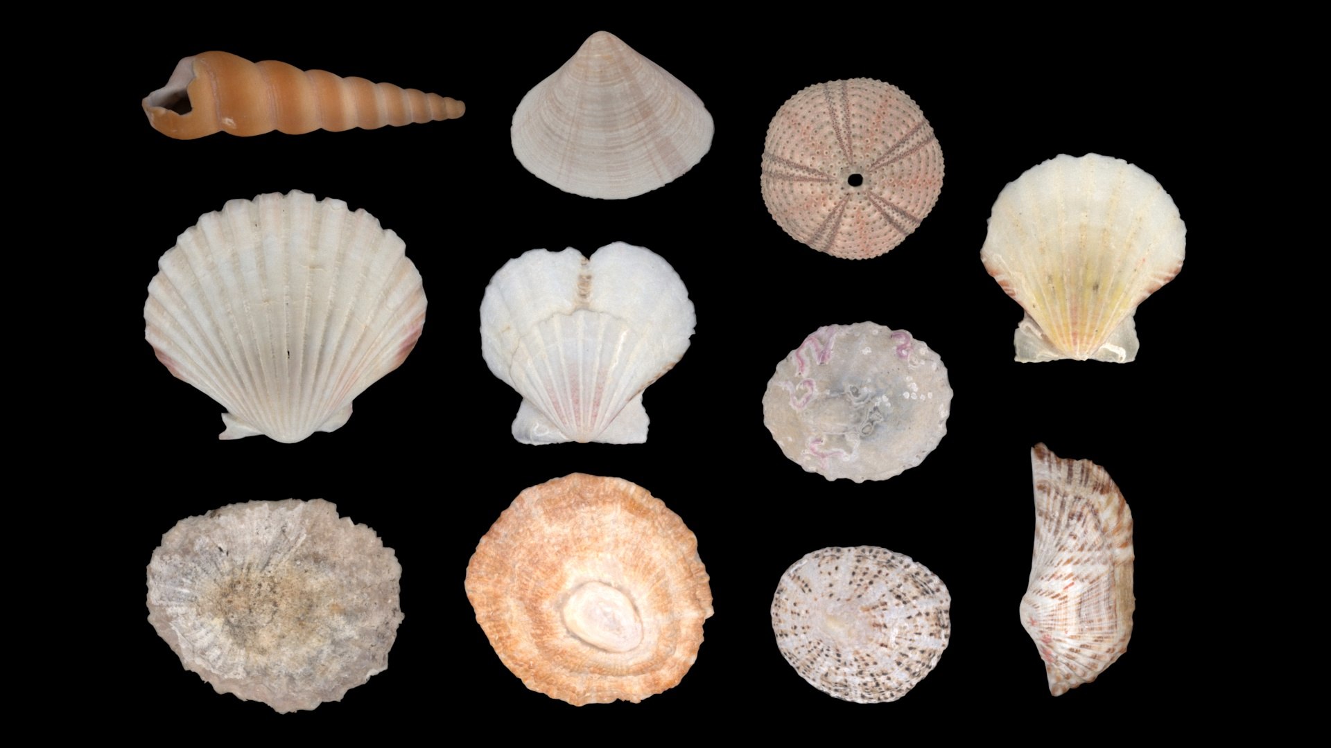 Conch Shells Pack 1 3D - TurboSquid 2194281
