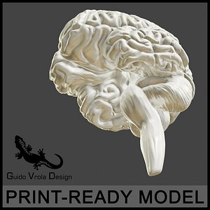 Printable accurate human brain