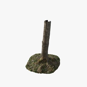 Anydrafts Abies Trunk 02 3D model