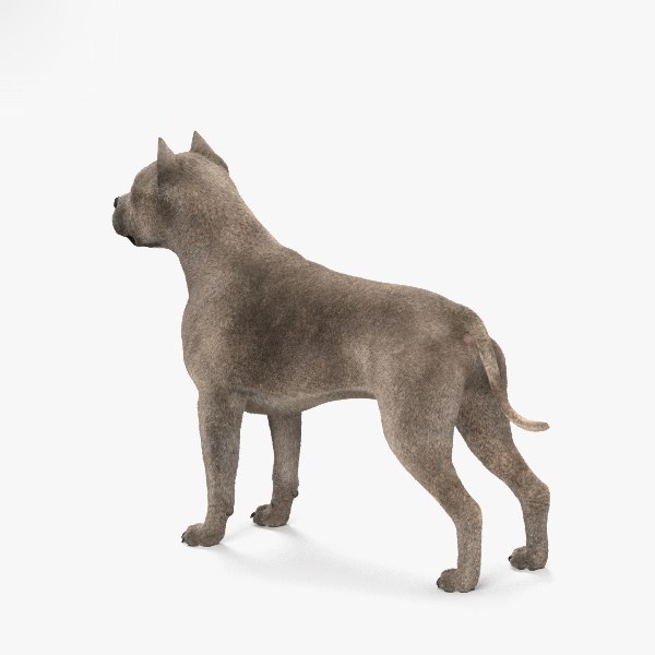 Pit Bull Terrier em alta defini o Modelo 3D TurboSquid 1375458