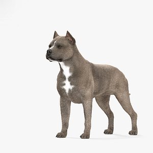 american terrier pit model