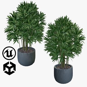 indoor plant dracaena for unity
