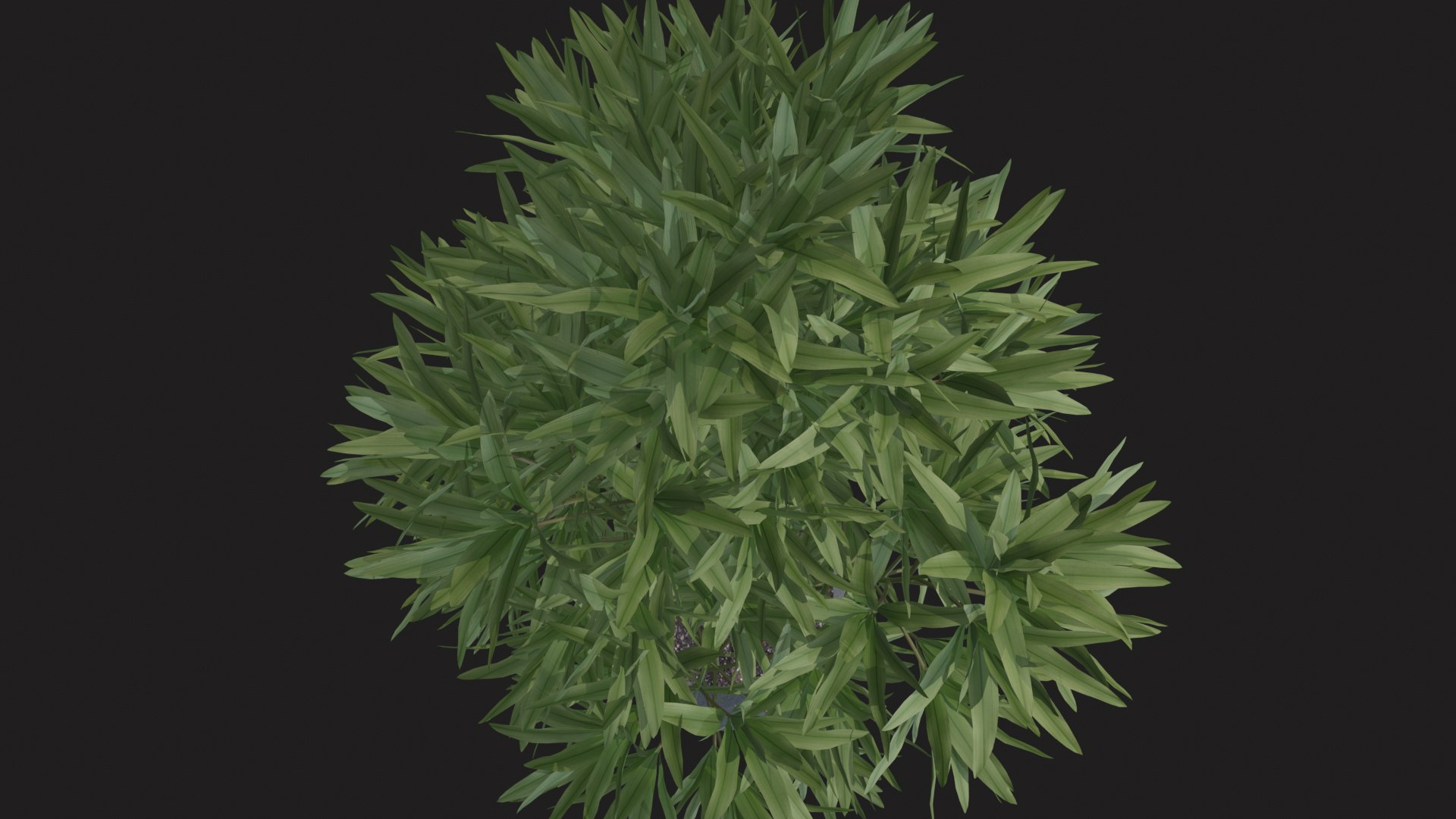 3D indoor plant dracaena 3d model for unity https://p.turbosquid.com/ts-thumb/mH/MY8KSv/7n/tbrender_009/png/1733858547/1920x1080/fit_q87/8a22a7b96098826ca0d67200ba317ee71e21c3b2/tbrender_009.jpg