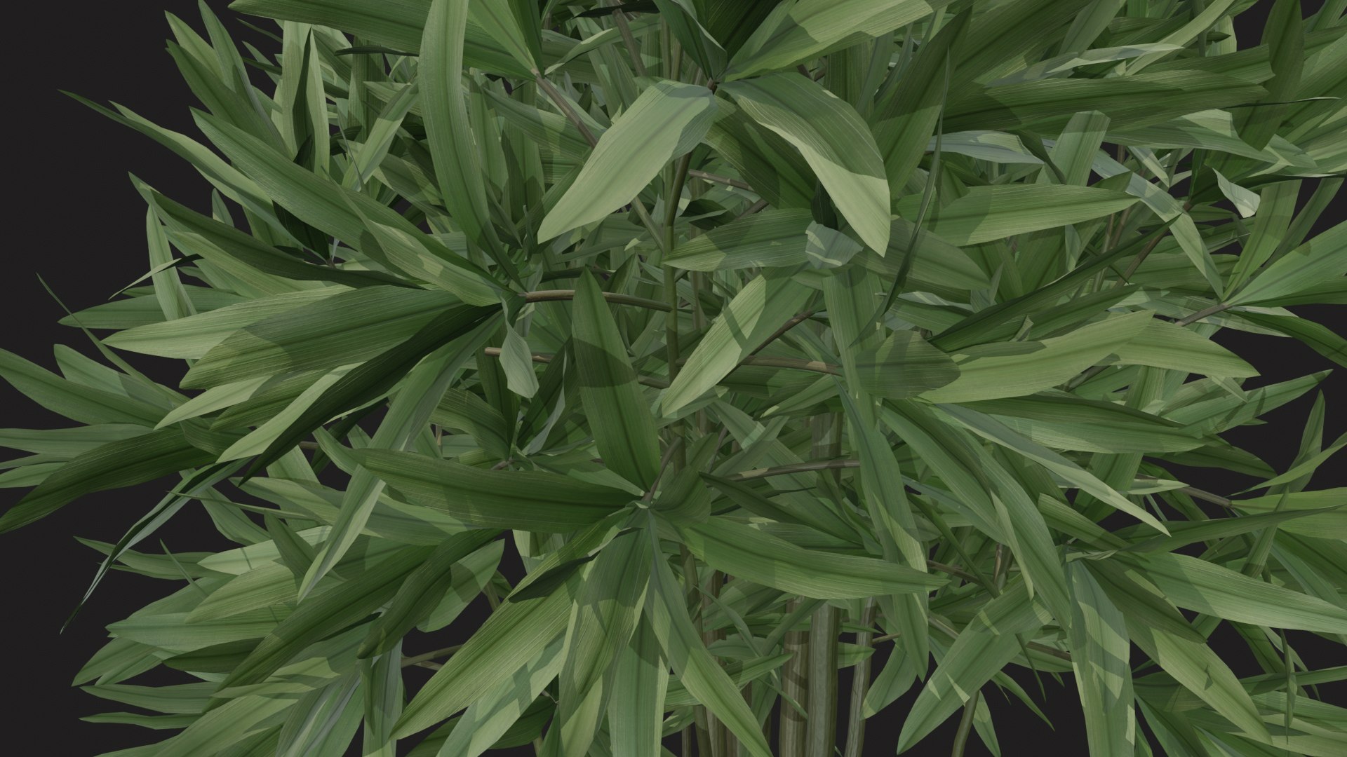 3D indoor plant dracaena 3d model for unity https://p.turbosquid.com/ts-thumb/mH/MY8KSv/NK/tbrender_007/png/1733858546/1920x1080/fit_q87/431012111e1483661126ef8749cceca8d0956ecc/tbrender_007.jpg