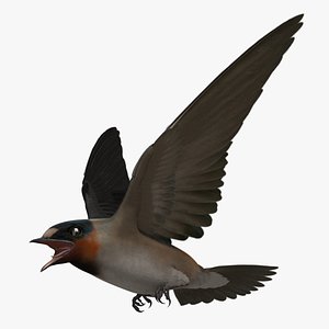 petrochelidon pyrrhonota american cliff 3d obj