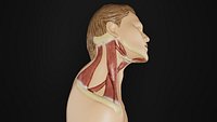 Human Anatomy-Muscular System-Cervical Muscles Neck-Right Lateral View