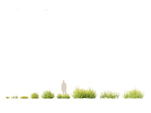 3D Bupleurum fruticosum - Shrubby Hares Ear