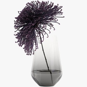Chrysanthemum