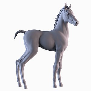 Horse Foal