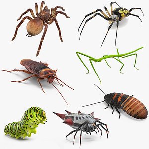 Rigged Creeping Insects Collection for Cinema 4D