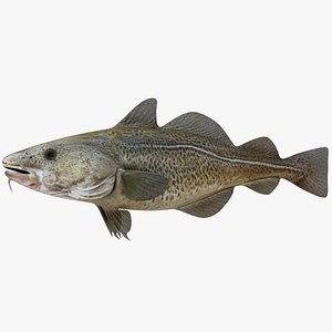 Atlantic Cod 85CM
