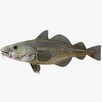 Atlantic Cod 85CM