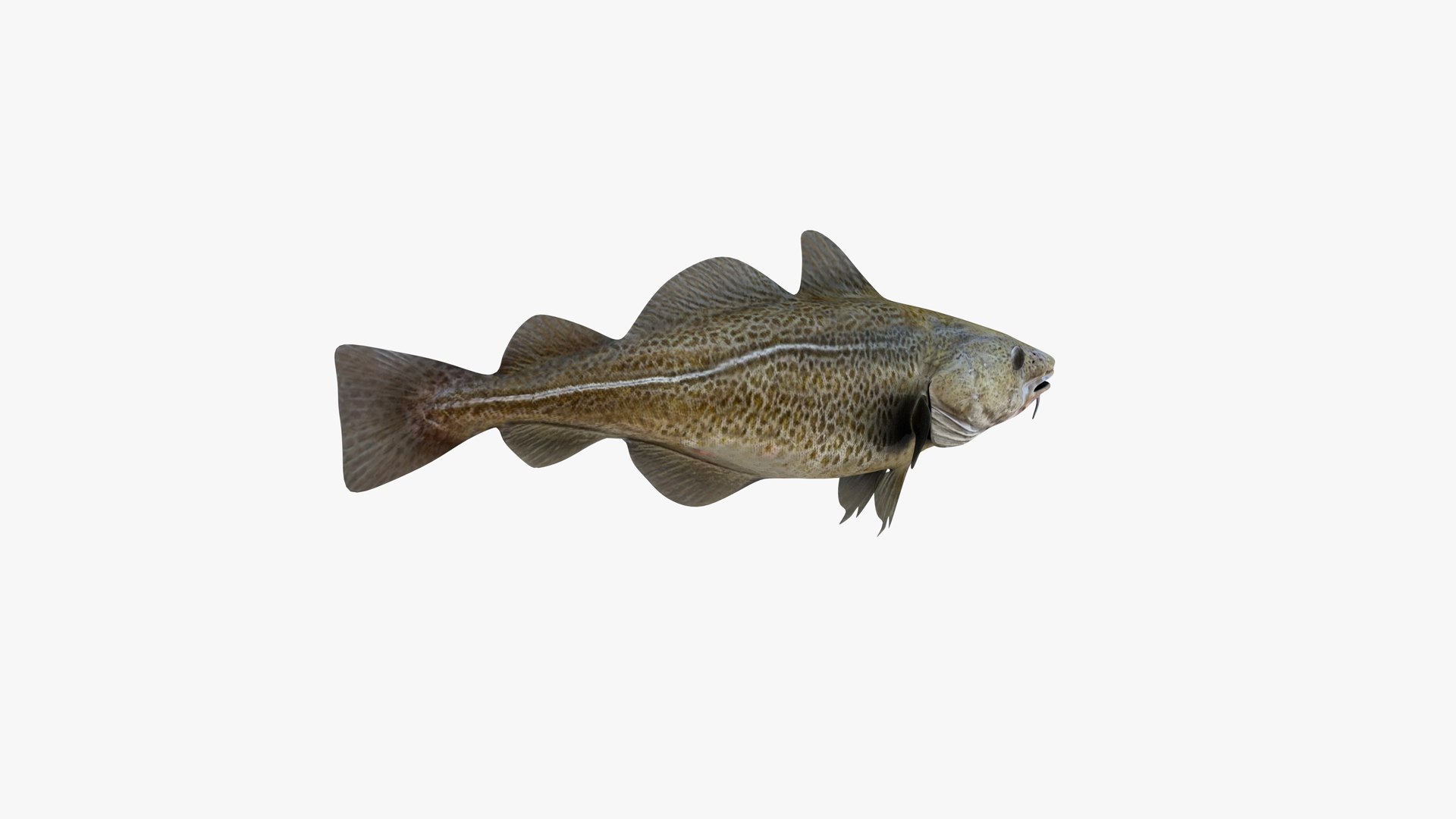 3D Atlantic Cod 85CM - TurboSquid 2329079