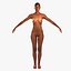 Human Skeleton / Female Skin Combo