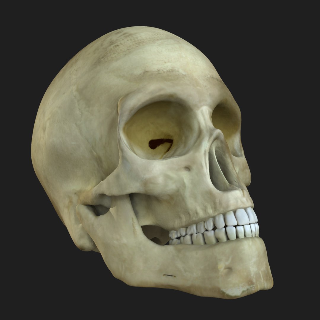 3d model human skeleton female skin https://p.turbosquid.com/ts-thumb/mH/tQEpam/HFPCK6JY/10/jpg/1444233606/1920x1080/fit_q87/4e7a15d844c671864be175f2554ad814c2f4698b/10.jpg