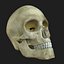 Human Skeleton / Female Skin Combo