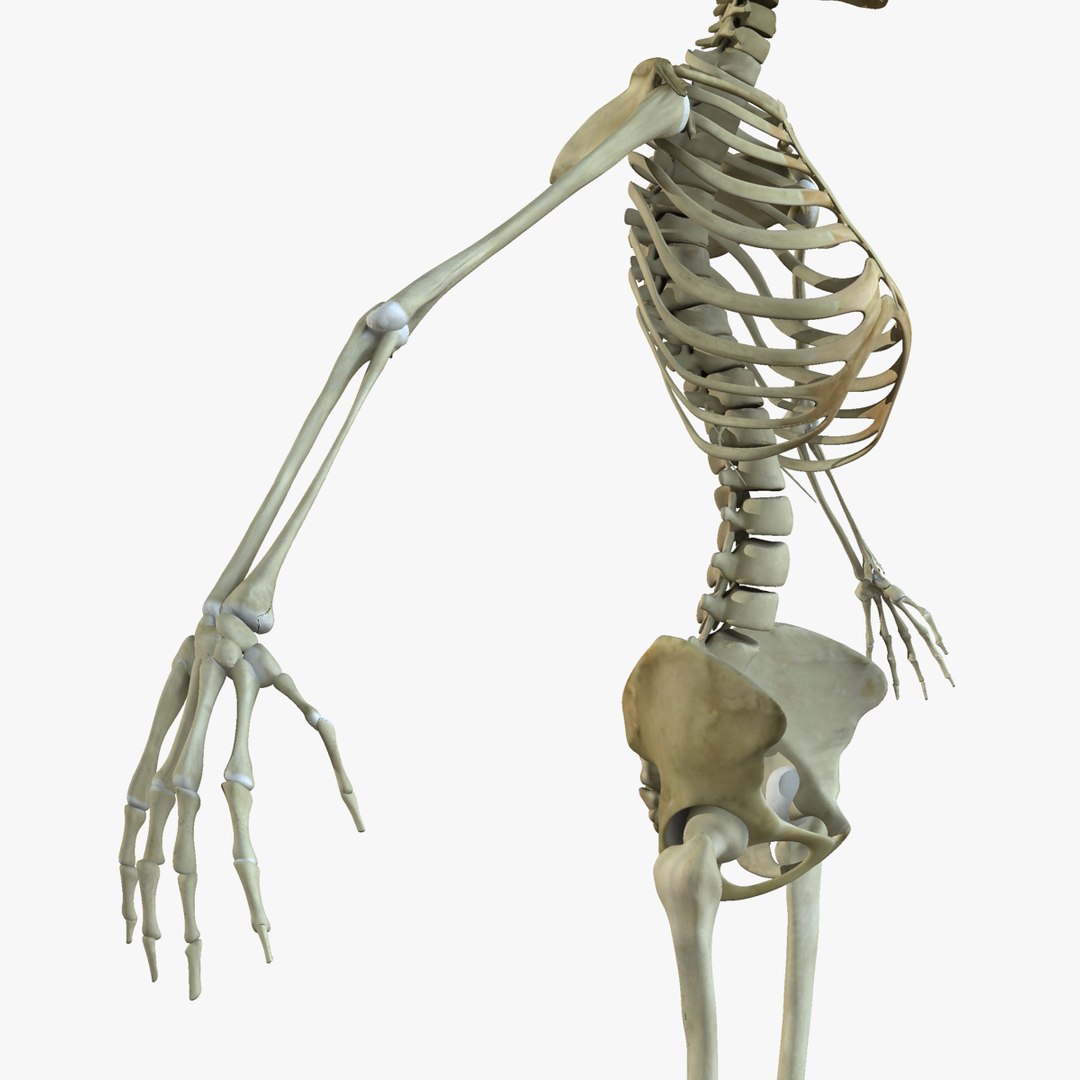 3d model human skeleton female skin https://p.turbosquid.com/ts-thumb/mH/tQEpam/ehogXvSD/07/jpg/1444233605/1920x1080/fit_q87/ff45e311fb807fef262d4ca636fc15744cc229c1/07.jpg