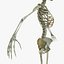 Human Skeleton / Female Skin Combo