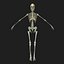 Human Skeleton / Female Skin Combo